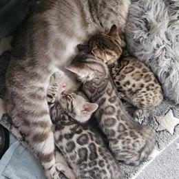 Bengal Kittens Ready for New Homes in November in Kalamazoo, mi