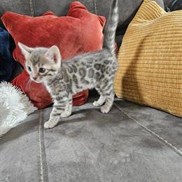 Bengal Kitten - Blue Rossette Female, TICA Registered in Kalamazoo, mi