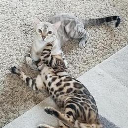 Bengal Female with Rossette Spots and Glitter Coat in Kalamazoo, mi