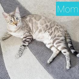 Bengal Kitten - Female - TICA Registered - Born 9-15-25 in Kalamazoo, mi