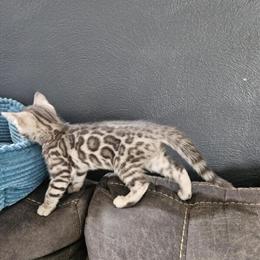 Silver Rossette Bengal Kitten - TICA Registered Male in Kalamazoo, mi