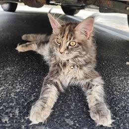 Maine Coon Female Kitten for Adoption in Bartlett, il