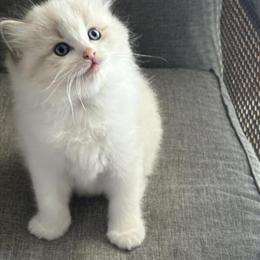 Ragdoll Kittens Ready for New Homes in Gettysburg, pa