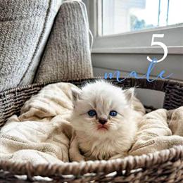 Persian Blue Point Male Kitten Ready Around Thanksgiving in Norwalk, oh