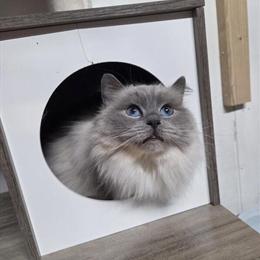 Ragdoll Cats for Rehoming - Pair Available in California, pa