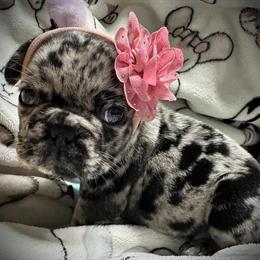 French Bulldog Puppies Available on 11/18/25 in Vero Beach, fl