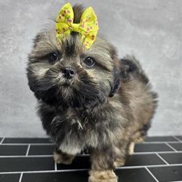 Female Shih Tzu Puppy Available in Brooklyn, ny