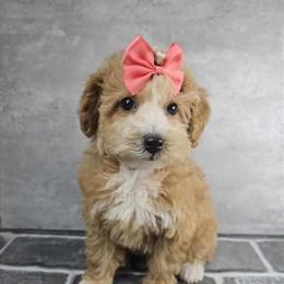 Female Poodle Mix Puppy Available for Adoption in Brooklyn in Brooklyn, ny