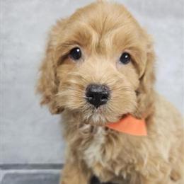 Male Cockapoo Puppy Ready for a New Home in Brooklyn, ny