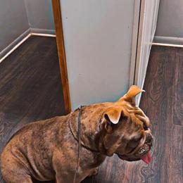 ABKC Registered Female Dog, 2 Years Old in Jackson, mi