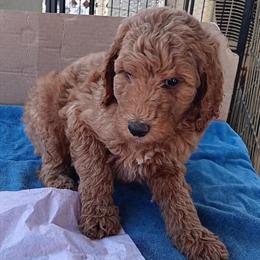 Poodle Puppy Looking for a Loving Home in Downey, ca