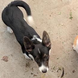 Corgi Bear Ready for Forever Home in Washington, mo