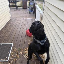 Labrador Retriever Mix - Needs a New Home in Lexington, mi