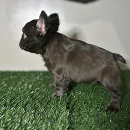Chocolate Female French Bulldog Puppy Born 05/31/2025 in Chicago, il