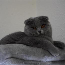 Beautiful Female Scottish Fold Kitten Available in Hurst, tx