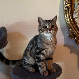 Scottish Straight Male Kitten Available in Hurst, tx