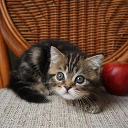 Scottish Straight Male Kitten Available in Hurst, tx