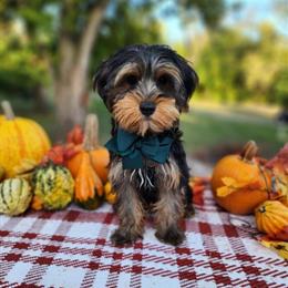 Male Yorkshire Terrier Puppies Ready for New Homes in Indianapolis, in