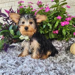 Male Yorkshire Terrier Puppies Ready for New Homes in Indianapolis, in