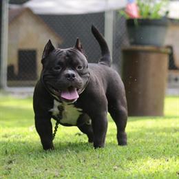Pocket American Bully - 12 Months Old, Friendly and Great with Kids in Richmond, va