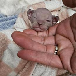 Sphynx and Dwelf Kittens Available for Adoption in Olive Branch, ms