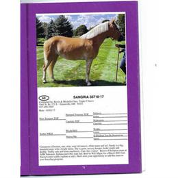 Chestnut Mare for Sale - 8 Years Old in Omaha, ne