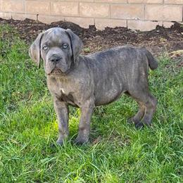 Cane Corso Puppies Available Now in Hesperia, ca
