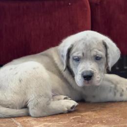 Merle English Mastiff Male Available in Hesperia, ca