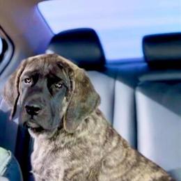 English Mastiff Female Pup Ready for a Loving Home in Hesperia, ca