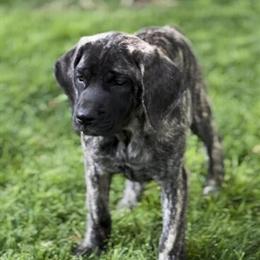English Mastiff female pup available now in Hesperia, ca
