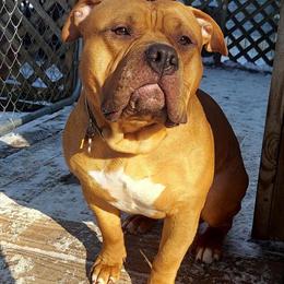 American Bully Adult Male for Adoption in Bremen, in