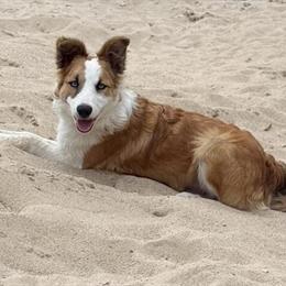 Border Collie - 6 Month Old Male Available in Grayling, mi