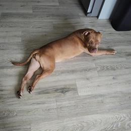 American Bully - Last Female from Litter in Oak Park, il