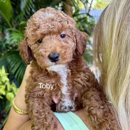 Mini Goldendoodle Puppies Ready for New Homes in Fort Lauderdale, fl