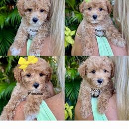 AKC Toy Poodles Available in Miramar, FL in Fort Lauderdale, fl