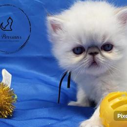 Chocolate Persian Himalayan Kitten for Adoption in Raeford, nc
