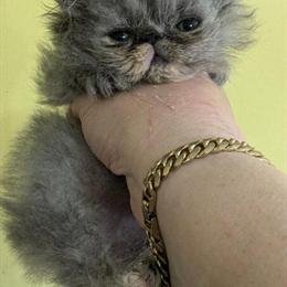 Persian Kittens Available - 10 Weeks Old in Rochester, ny