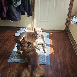 Rehoming Pocket Bully Bear in Marshall, MI in Marshall, mi