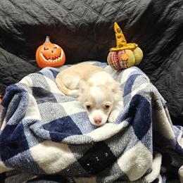 Chihuahua Puppy - AKC Registered, Blonde Male in Morganton, nc
