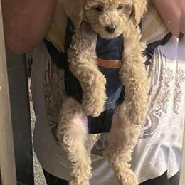 Miniature Goldendoodle Puppy for Adoption in Findlay, oh