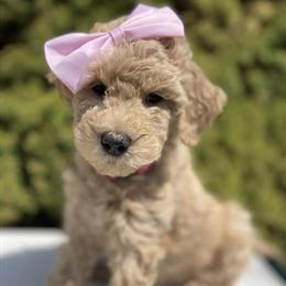 Miniature Goldendoodle Female in Findlay, oh