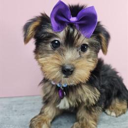 Yorkshire Terrier Puppies Available in New York in Brooklyn, ny
