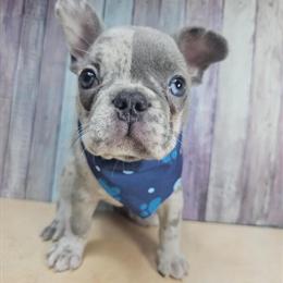 French Bulldogs for Sale in New York in Brooklyn, ny