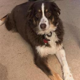 Australian Shepherd - 5 Years Old Male Looking for a Loving Home in Rolla, mo