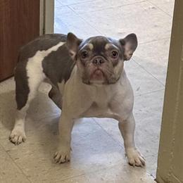 French Bulldog, 1 Year Old, Needs Loving Home in Brooklyn, ny