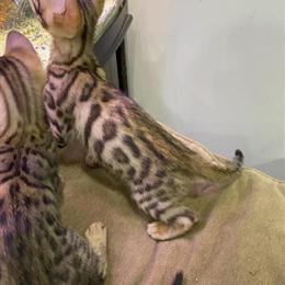 Bengal kitten, six weeks old in Brooklyn, ny
