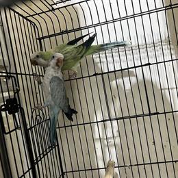 Quaker Parrot and Ringneck Conure Available in Patchogue, ny