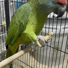 Amazon Parrots for Sale - Blue Fronted, Lilac Crowned, Yellow Crested in Patchogue, ny