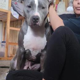 Loving Dog Hulk Needs a New Home in Philadelphia, pa