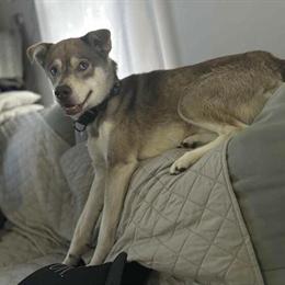 Husky Mix Available for Adoption in Lexington, mi